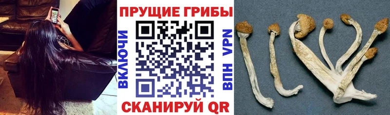 Галлюциногенные грибы Psilocybe  Лосино-Петровский 